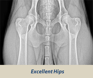 xray of dogs hips