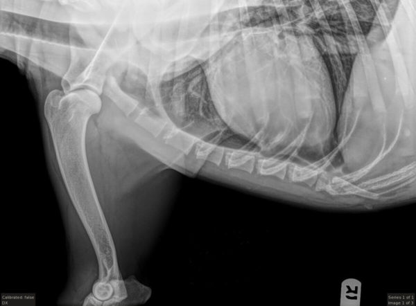 xray of dog