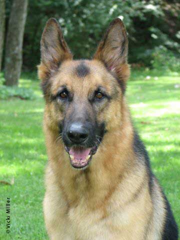 German shepherd best sale degenerative myelopathy test