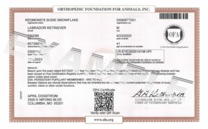 Sample Eye Certificate